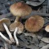 Golden mammoth mushroom online