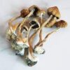 buy Transkei mushroom