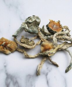 Treasure coast mushrooms for sae