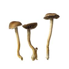 Costa Rican mushroom strain for sale